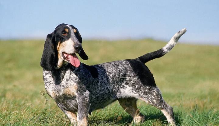 Blue Gascony Basset