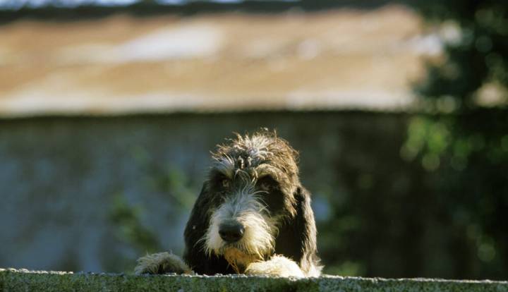 Plavi gaskonjski gonič