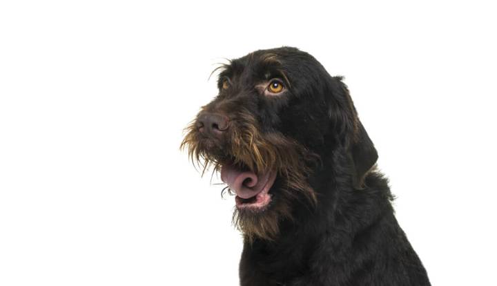 Bohemian Wirehaired Pointing Griffon