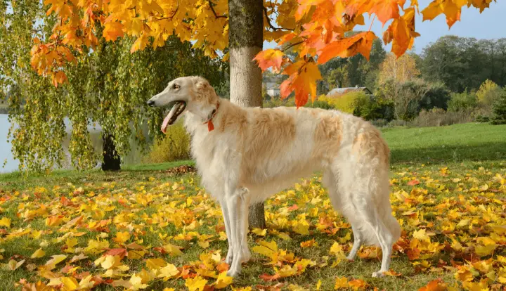 Borzoi