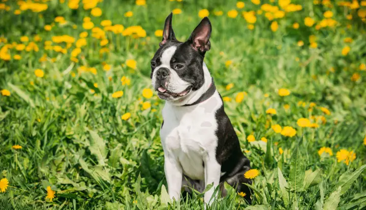 Boston Terrier