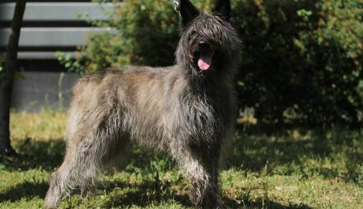 Арденнский бувье