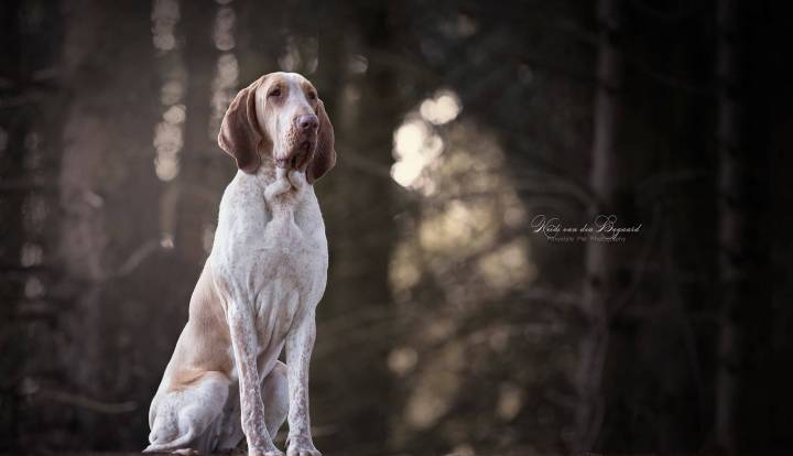 Bracco Italiano