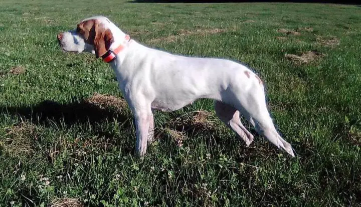 Senžermenski ptičar