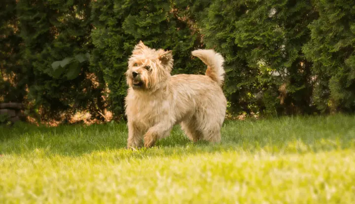 Cairn Terrier