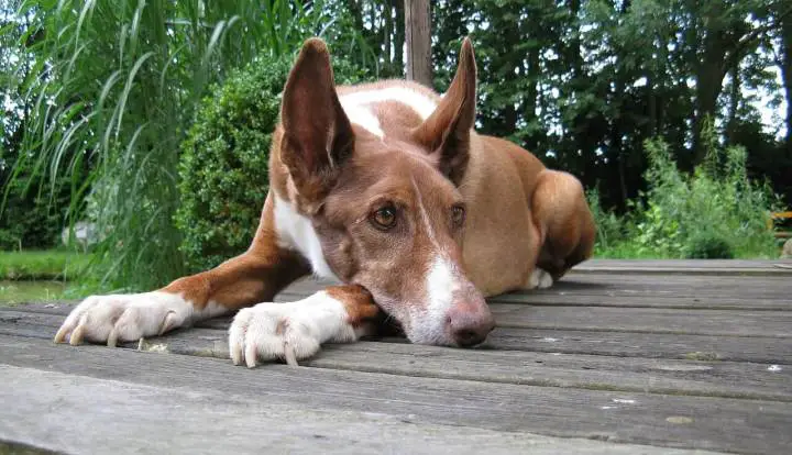 Podenco Canario