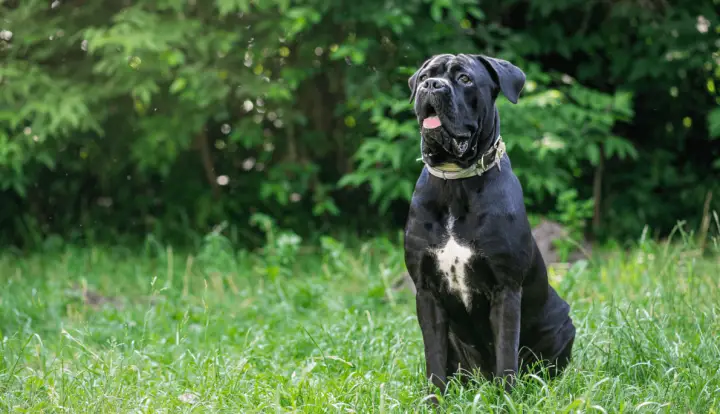 Cane Corso