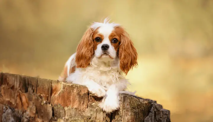 Cavalier King Charles Spaniel