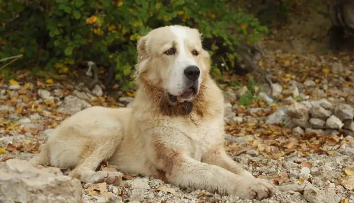 Central Asian Shepherd Dog
