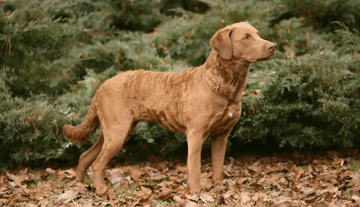 Chesapeake Bay Retriever