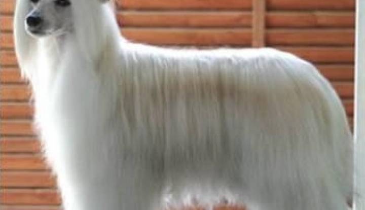 Chinesischer Schopfhund - Powderpuff