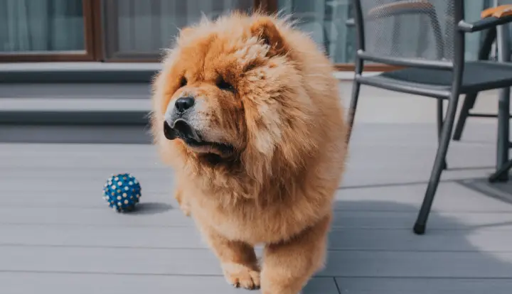Chow Chow