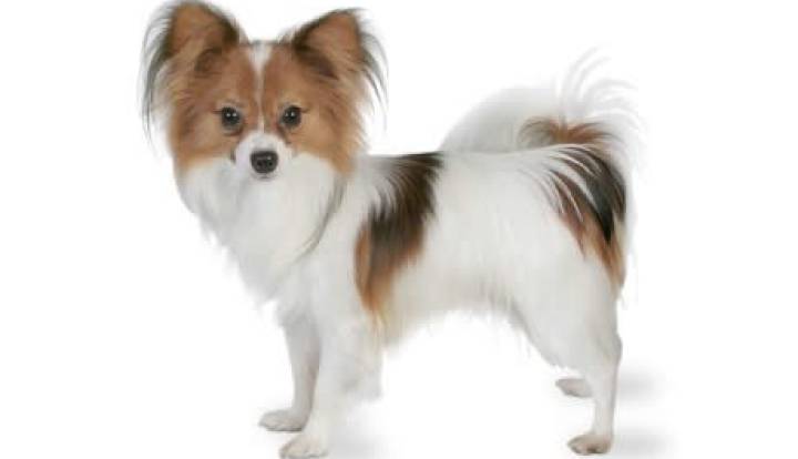 Spaniel Continental Enano de compañía Papillon