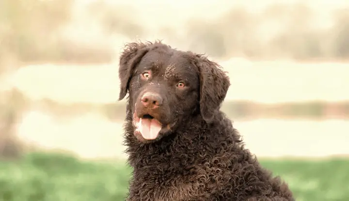Curly-Coated Retriever