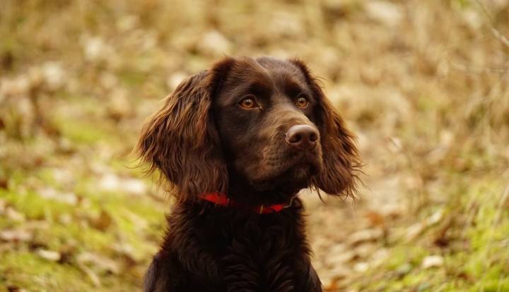 Deutscher Wachtelhund