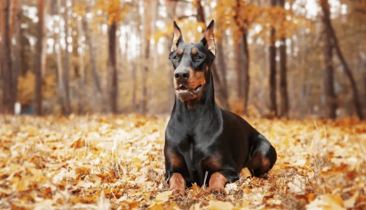 Doberman
