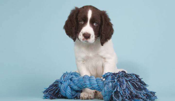 Drentsche Patrijshond