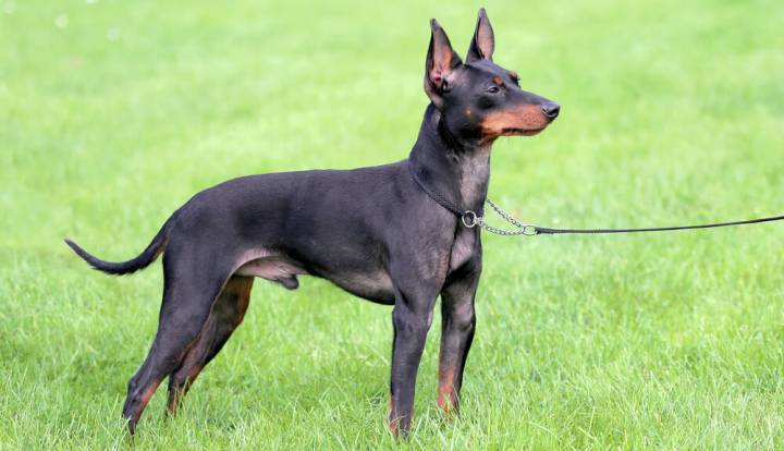 Englischer Toy Terrier (schwarz und loh)