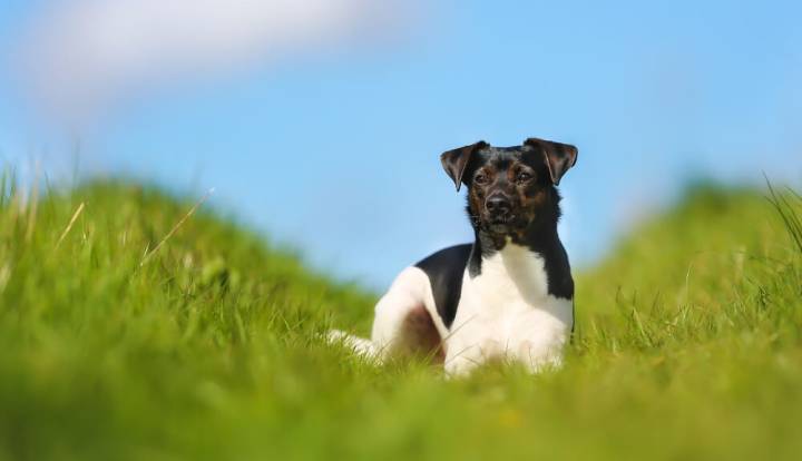 Датско-шведская фермерская собака
