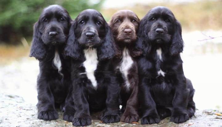 Field Spaniel
