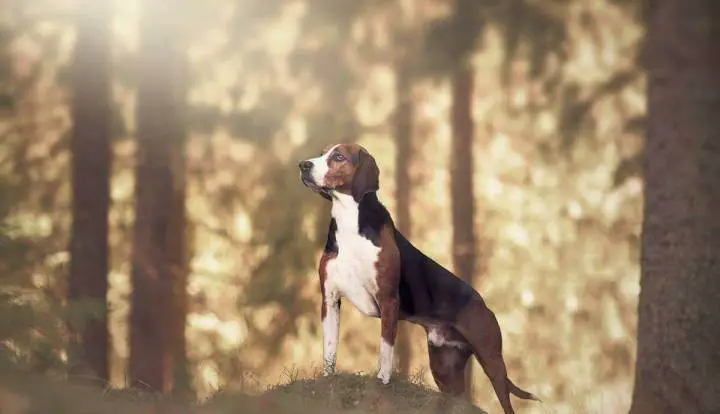 Finnish Hound