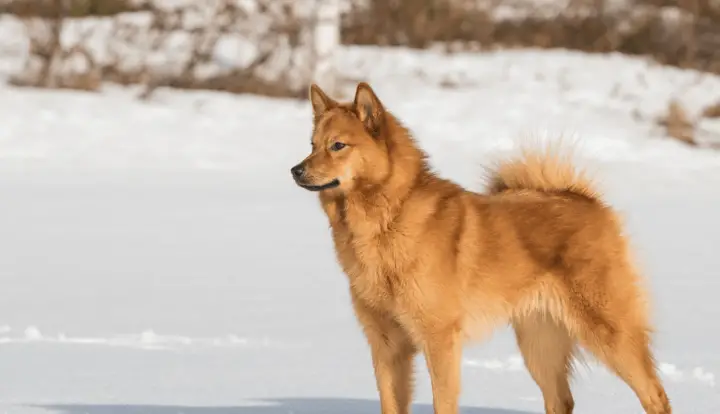 Finnen Spitz