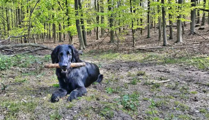 Retriever a poil plat