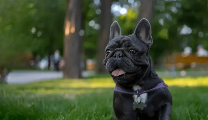 Bulldog Francés