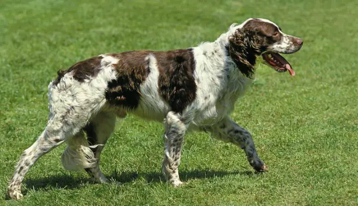 French Spaniel