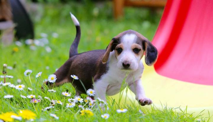 German Hound