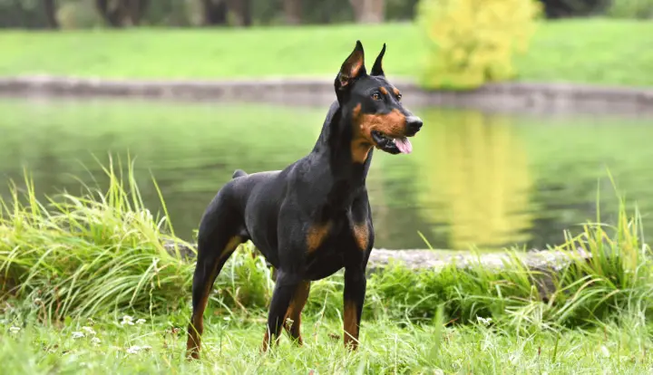 Pinscher