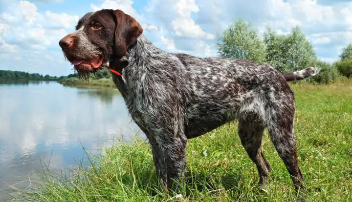 Cane da Ferma Tedesco a pelo duro