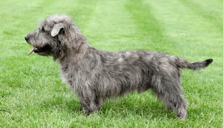 Irischer Glen of Imaal terrier