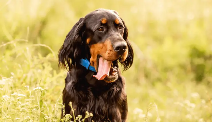 Setter Gordon