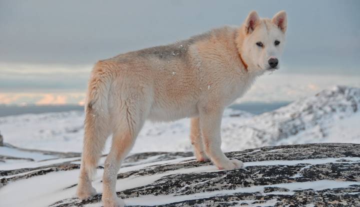 Greenland Dog