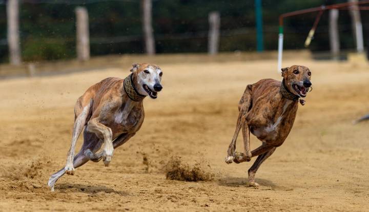 Greyhound