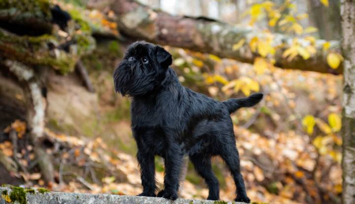 Griffon Belge