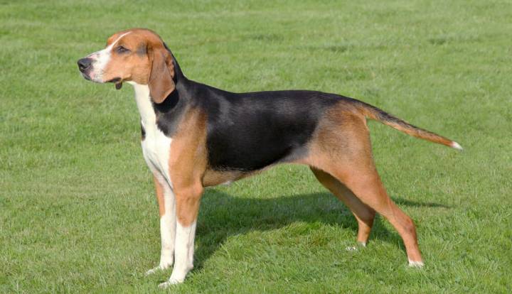 Chien Courant de Hamilton