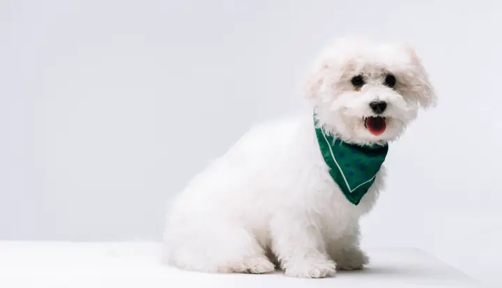 Bichon Habanero