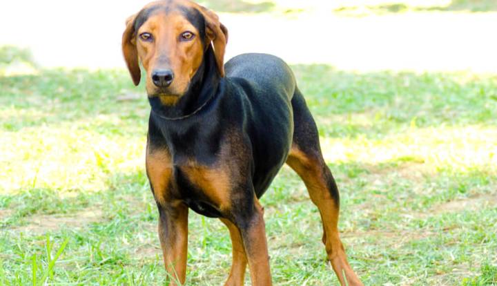 Greek Harehound