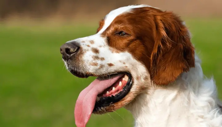Setter Irlandais Rouge et Blanc