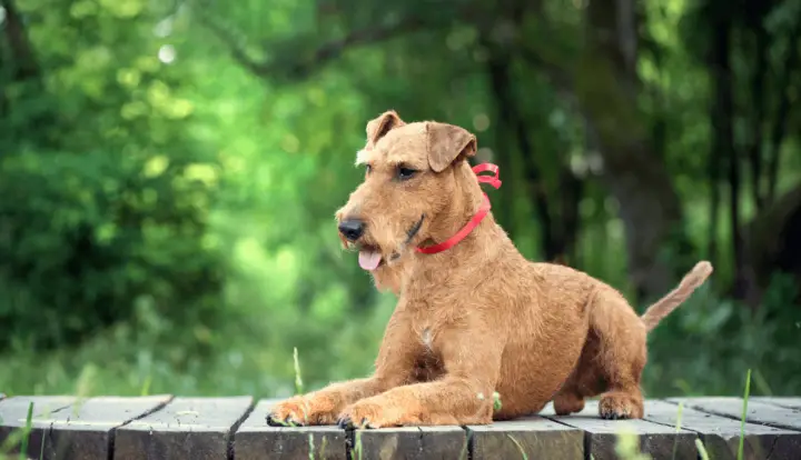 Irish Terrier