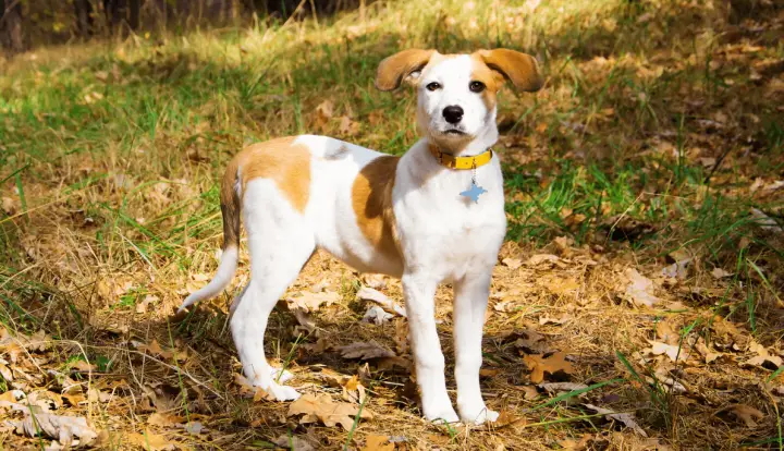 Istrian Shorthaired Hound