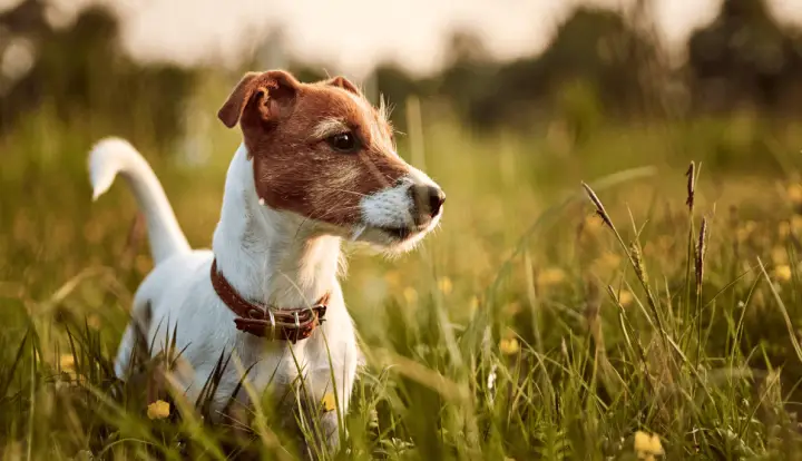 Jack Russell Terrier