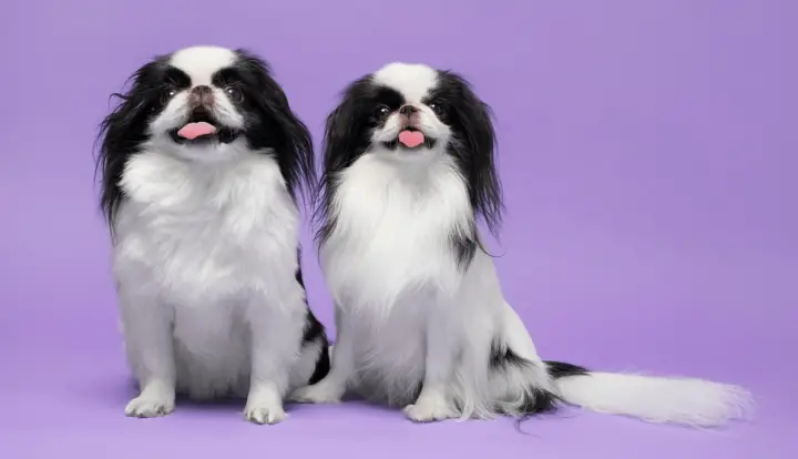 Japanese Chin