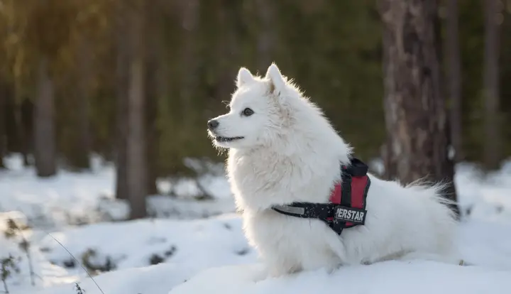 Japanese Spitz