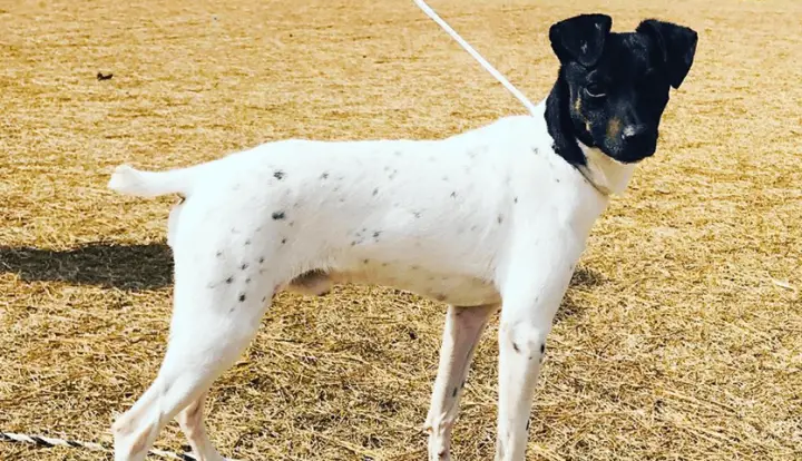 Terrier Giapponese