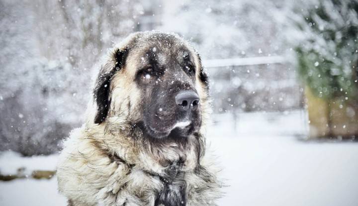 Anatolian Shepherd (Kangal Shepherd Dog)