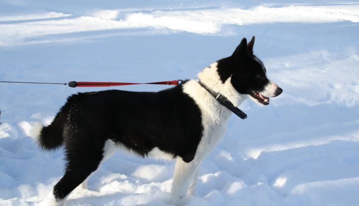 Karelian Bear Dog