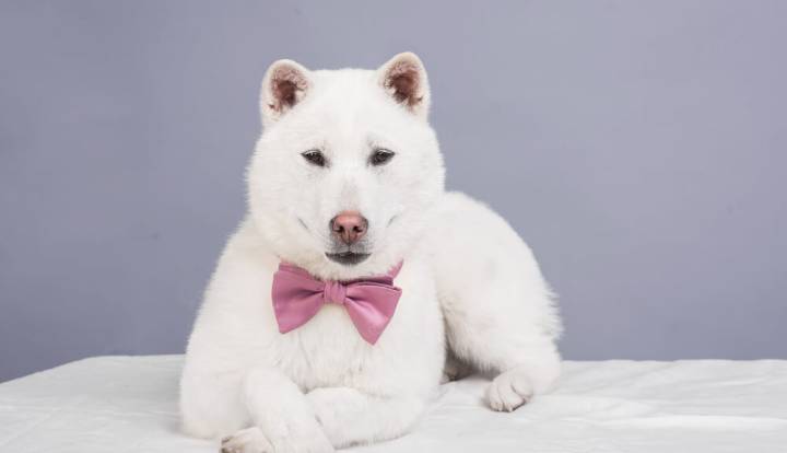 Kishu